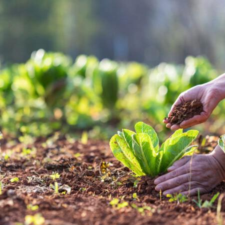 hands-in-soil